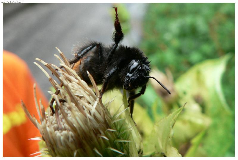 Foto: Krkonoský čmelda