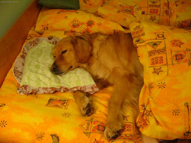 Foto: Rekonvalescent-Tak si hoví HOVAWART