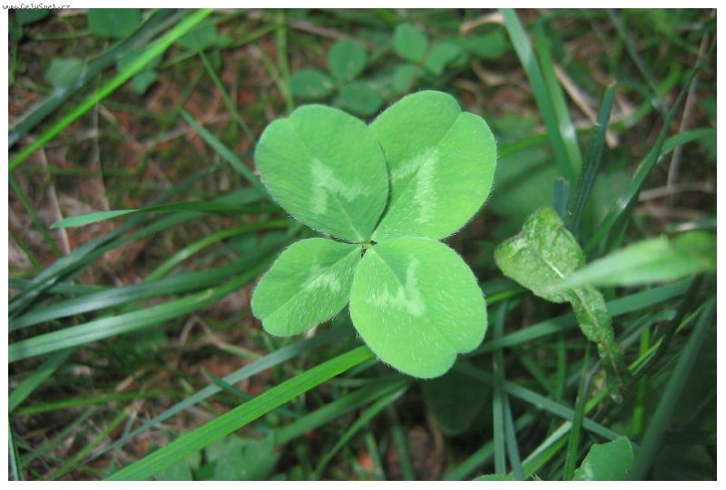 Foto: Něco pro štěstí!!!!!!!