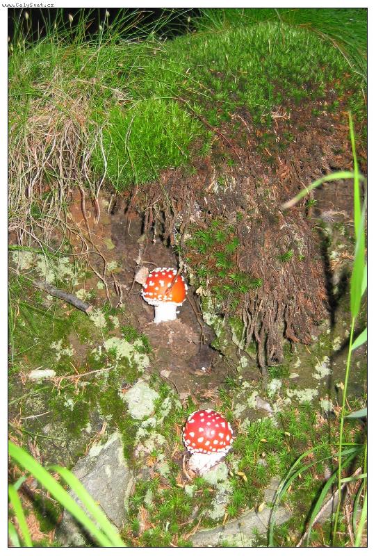 Foto: Muchomůrečky z Krkono
