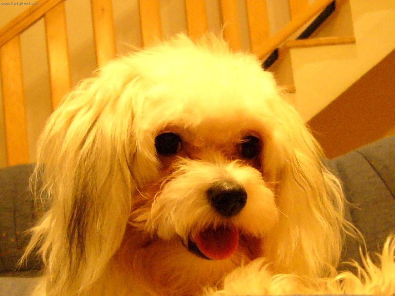 Foto: Portrét Peggynky-Co to máš, paničko???