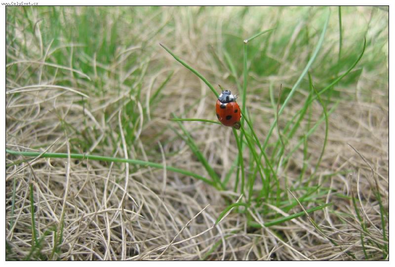 Foto: Slunéčko na Lysé hoře