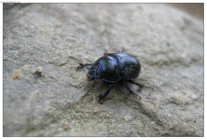 Foto: takový krásný brouček...