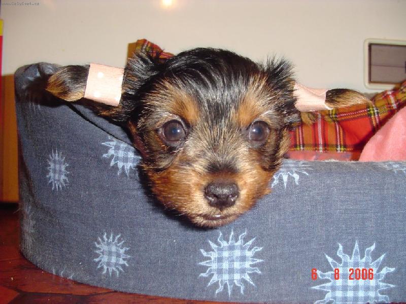 Foto: Monty-Kuk, už mi skoro stojej uši !