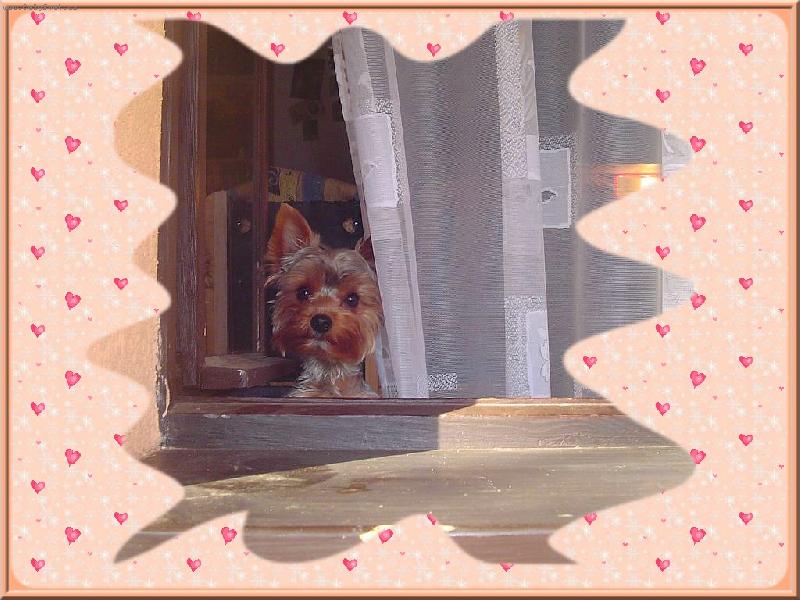 Foto: Bertík-Už vás vyhlížím !