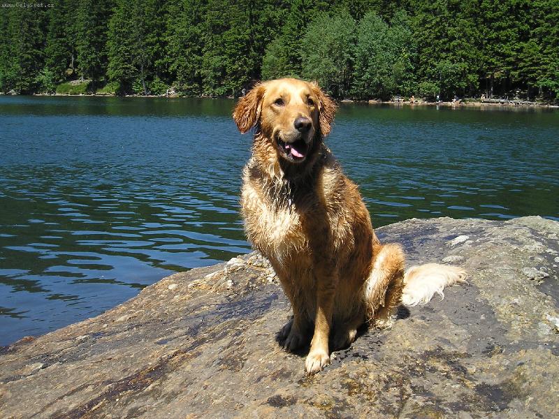 Foto: Naše Milovaná SIndy-tak toto je naše krasavice :)