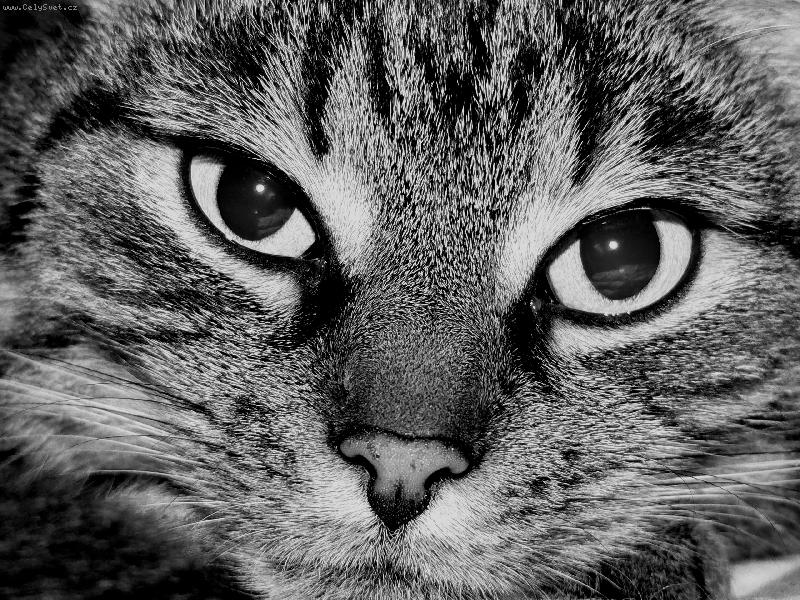 Foto: Kočičí pohled-Naše Micinka