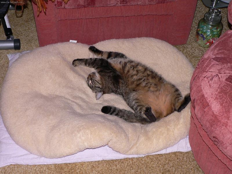 Foto: Lenošení-Co dodat?