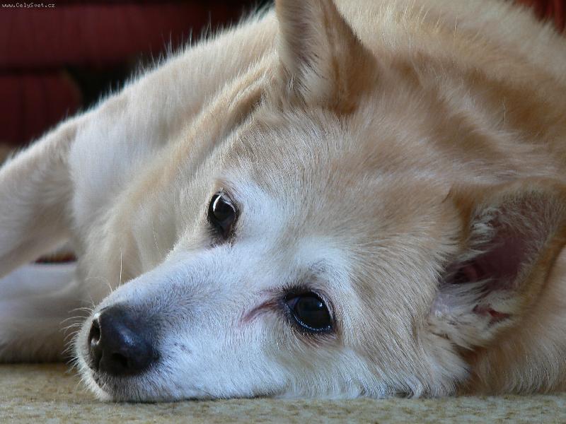 Foto: Sladký odpočinek-Minnie