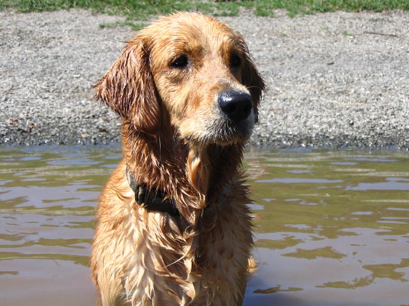 Foto: Letní radovánky-Voda a kytky to je moje