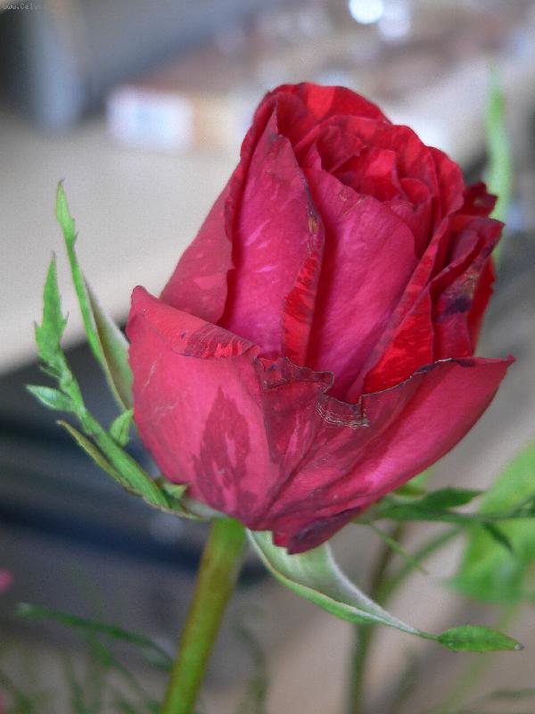 Foto: Žíhaná růže