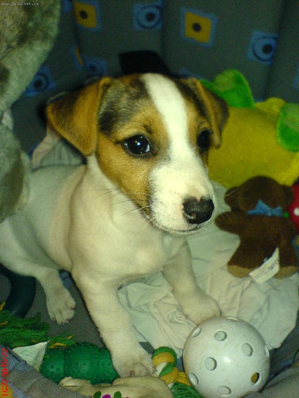 Foto: Náš Mailou-Pojď si prosím zahrát?