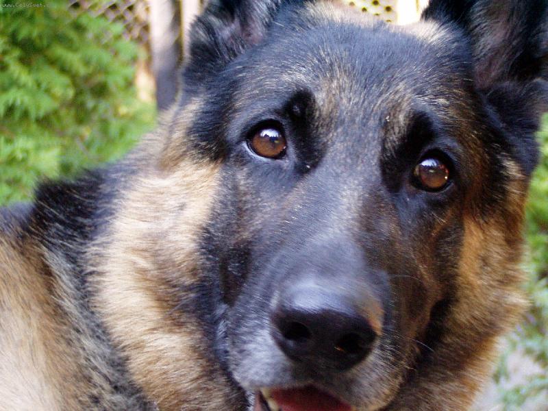 Foto: Že by kočička?