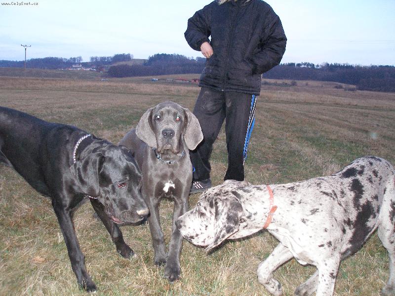 Foto: Sanny, Dino a Shiva-Procházka
