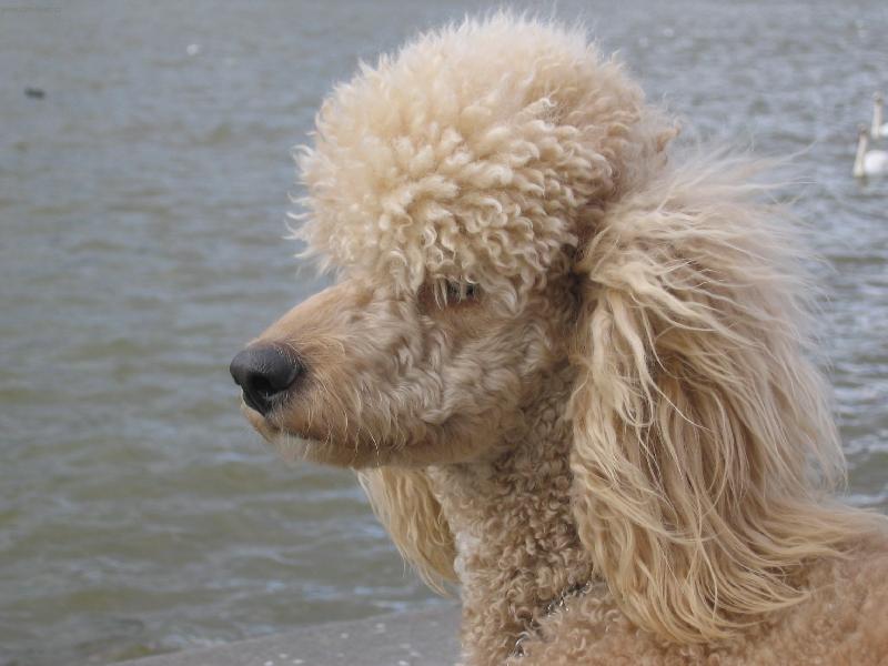 Foto: Max u Vltavy-můj portrét....