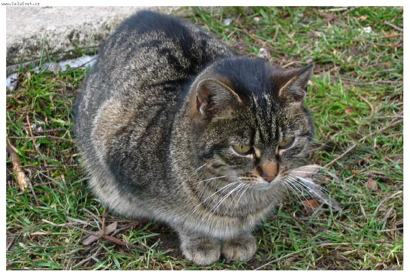 Foto: volně pobíhající micka