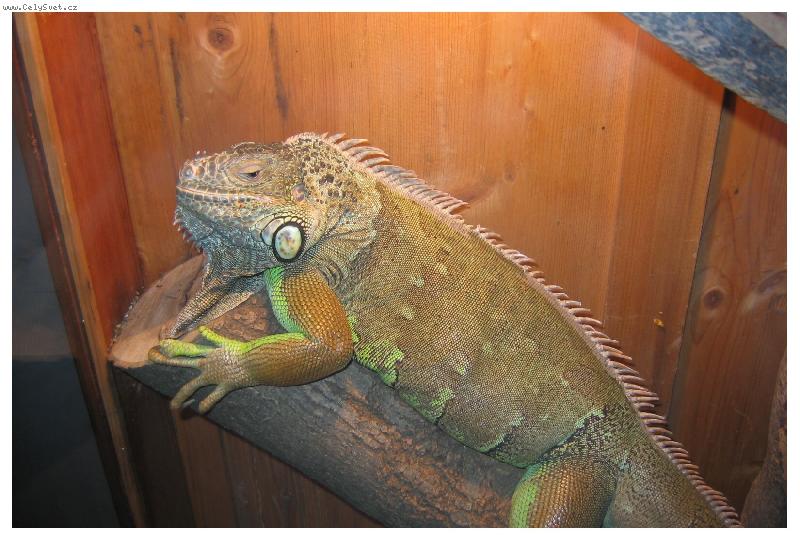 Foto: taková malá potvůrka