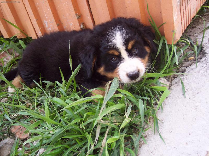 Foto: Kellynka-Náš milovaný chlupáček:)