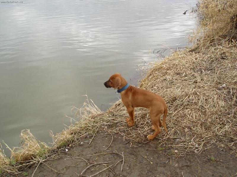 Foto: u vody-...že tam skočím!