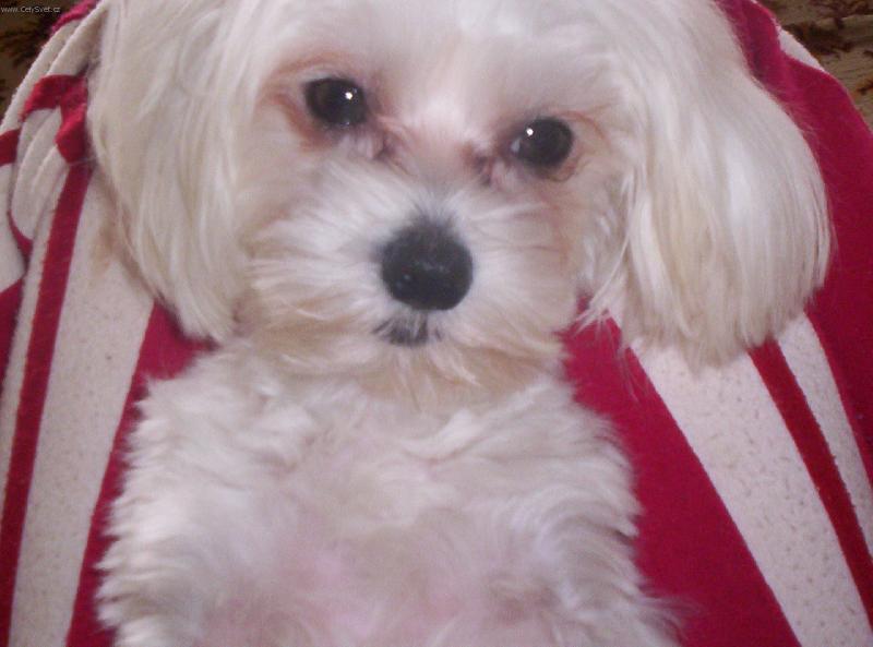 Foto: Náš Jessienek-Líbím se ti???