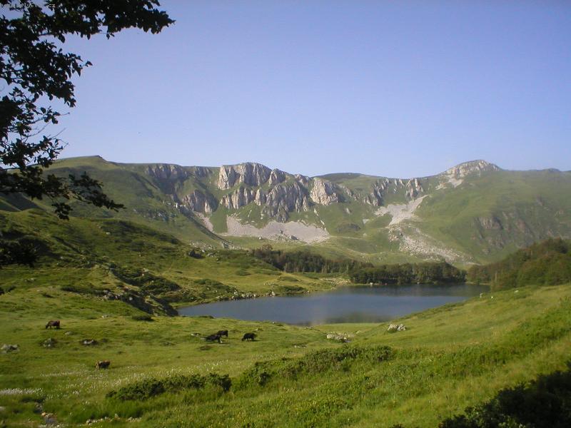 Foto: Klidná pastva