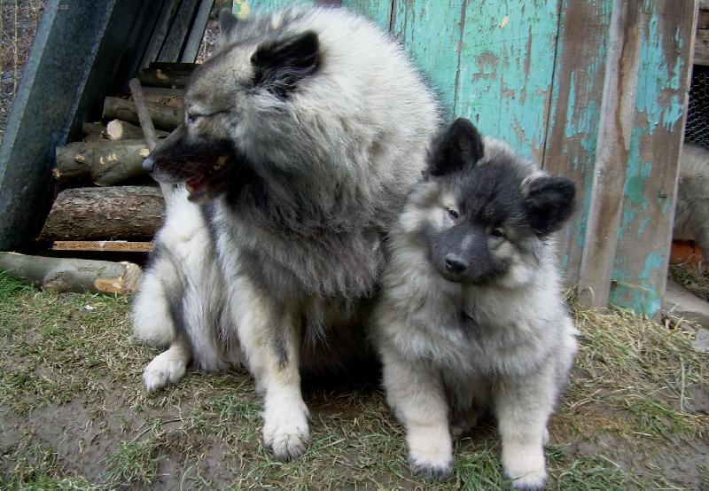 Foto: Teď ještě hlavičky od sebe ...-... a jdeme pro piškotky