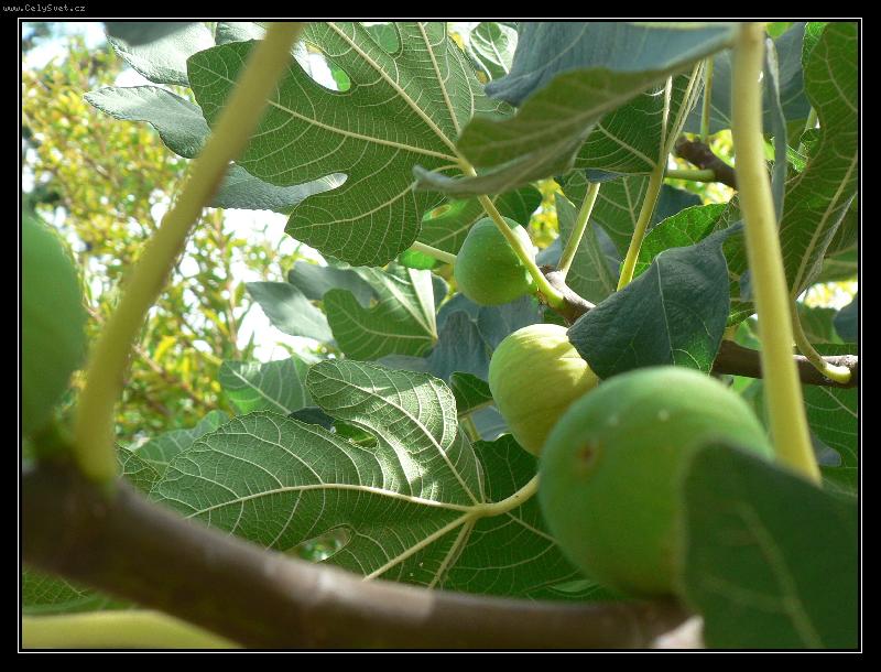 Foto: Dozrávající fíky-ze zahrady v řeckém apartmanu