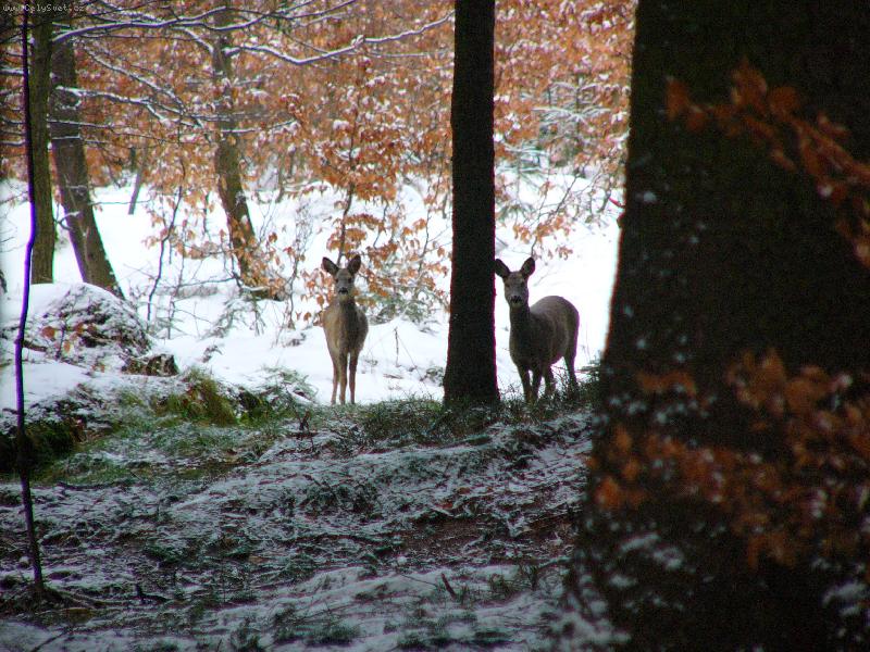 Foto: U nás v lese