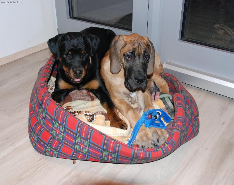 Foto: Štěňátka-Doga Carry a RTW Jiřinka