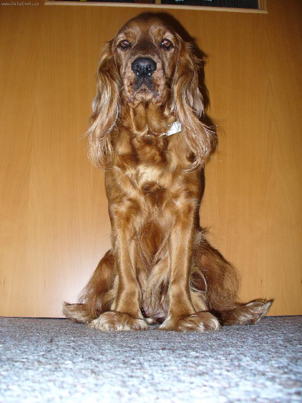 Foto: Sára-Nikoho ven ani dovnitř nepustím