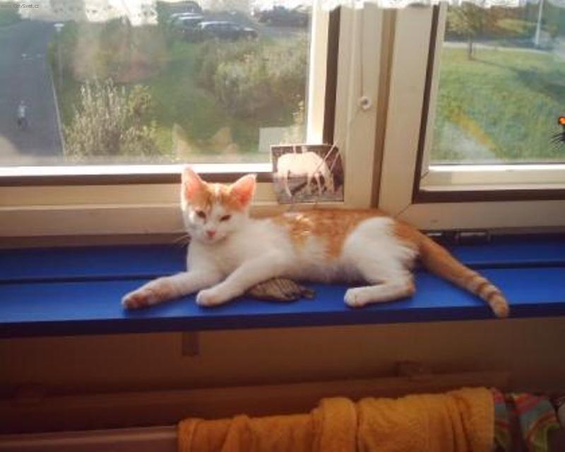 Foto: Domácí idilka-Lili odpočívá na slunci u mě na okně po dobrém obědě