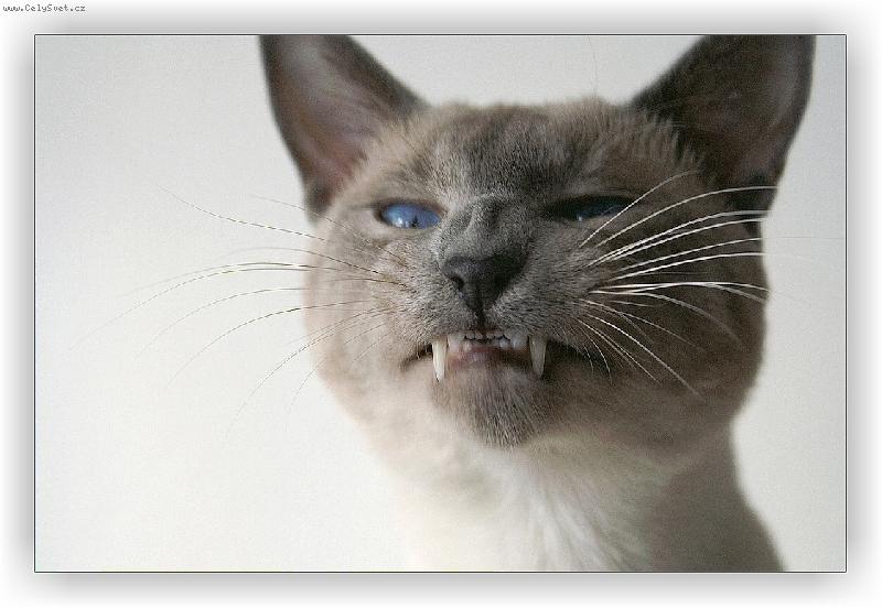 Foto: Pan Kocour Chilli-Toto není výraz zákeřné kočky! Chilli zrovna dozívával, no :o) PS: omluvte zhoršenou kvalitu obrazu, bylo to foceno od boku :o)