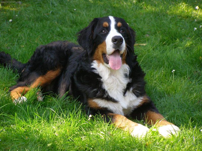 Foto: Elisa ze Staměřic