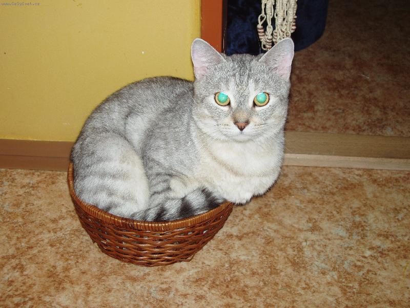 Foto: kocourek-Mazlík