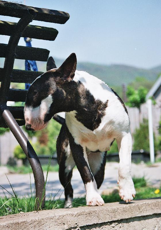 Foto: Balu-Pohyb bulteri�ra