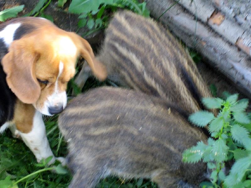 Foto: Bígl a dvě malé prasátka