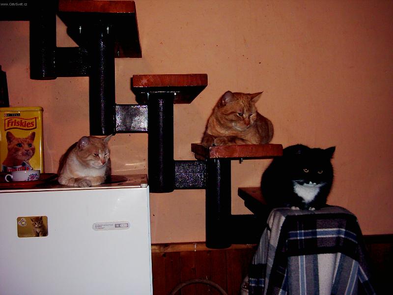 Foto: co bude k večeři?-naši mazlíčci