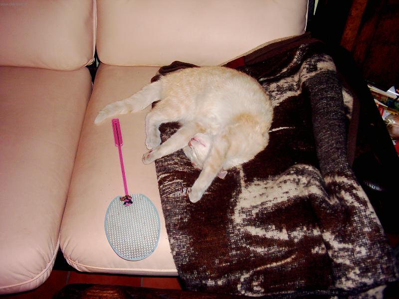 Foto: mouchy snězte si mě