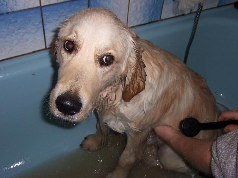 Foto: jak zmoklá slepička