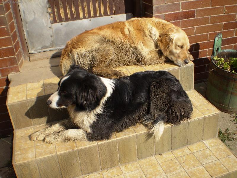 Foto: Odpočinek-Návrat z dopolední vycházky s koňmi