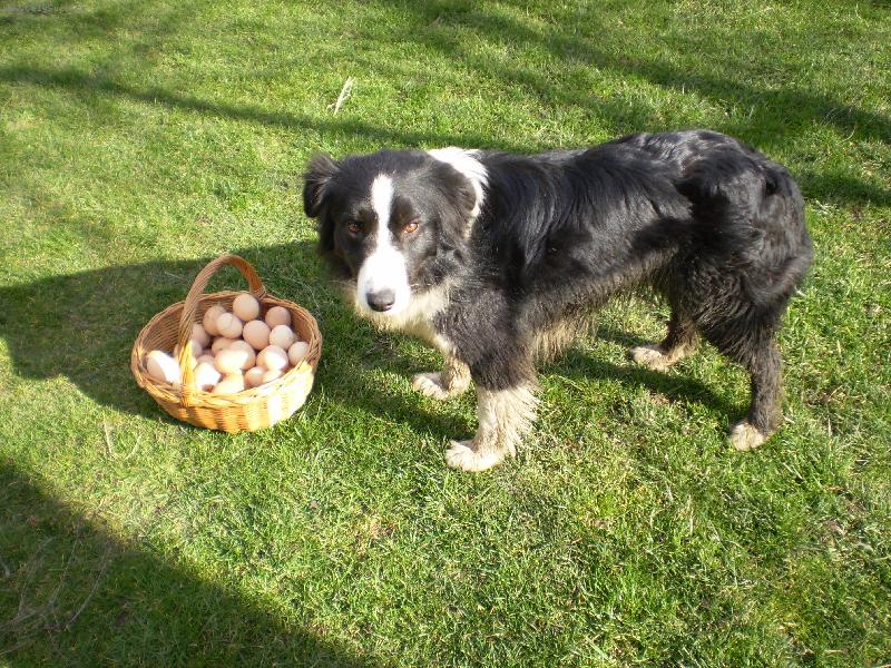 Foto: Hlídám-Nikomu nedám