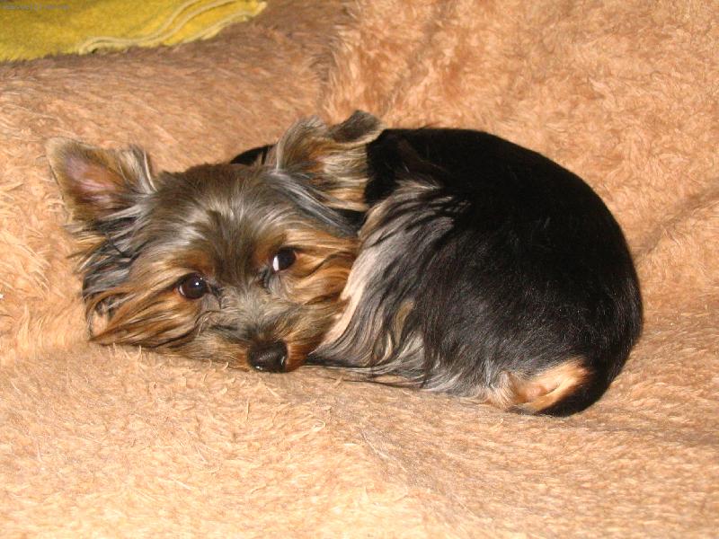 Foto: Kubik-zase mě budíte!!