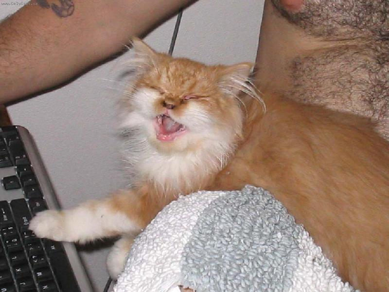 Foto: Pumík začíná surfovat - ještě pod dohledem-já chciii taaaky na interneeeeeet...! :-)