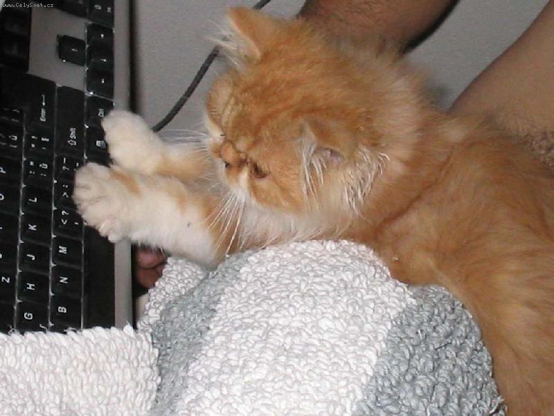 Foto: internet ho taky chytl ..-Pumík konečně na netu