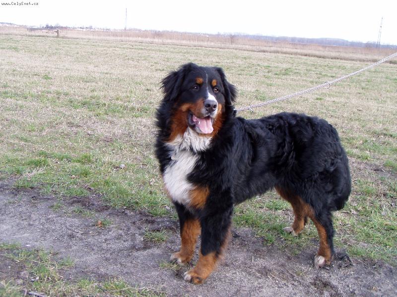 Foto: Achil z Opatovických luk