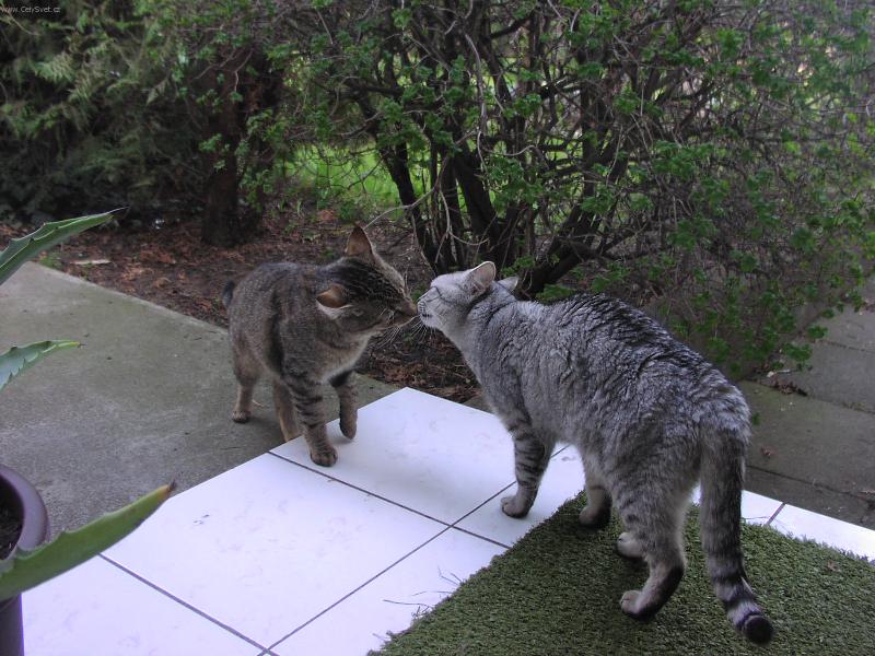 Foto: sladká pusinka-kocourci na schodech