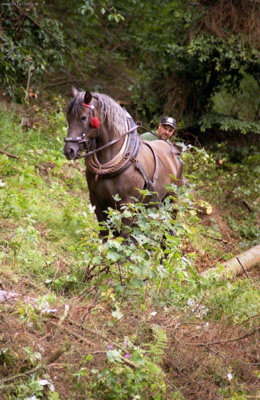 Foto: pr�ce v lese