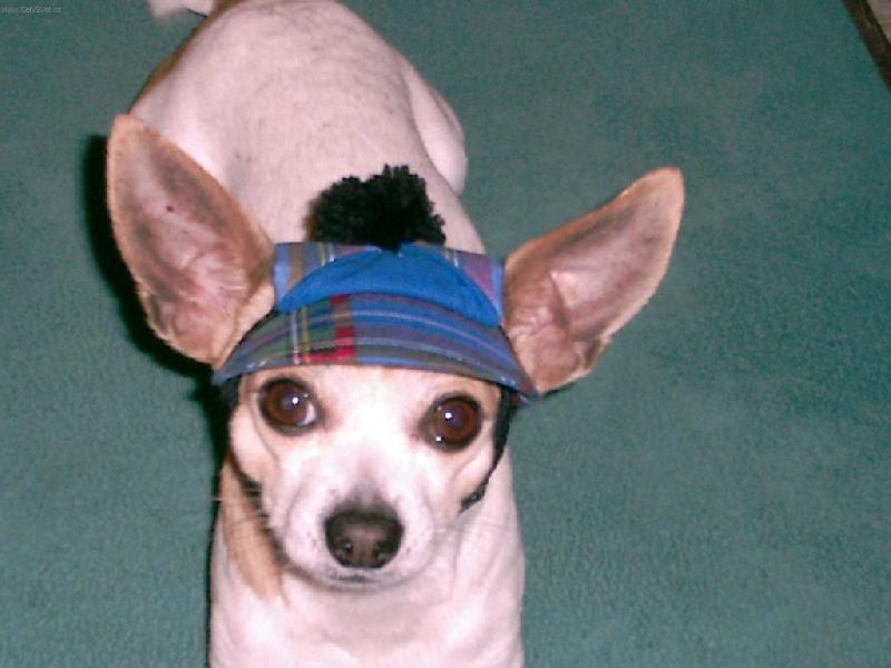 Foto: Průkazové foto-Náš Maxi při focení na OP zapomněl sundat pokrývku hlavy...