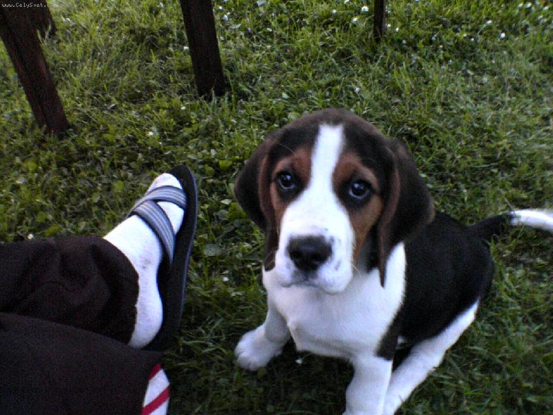 Foto: Lucky-sedím u páníčka