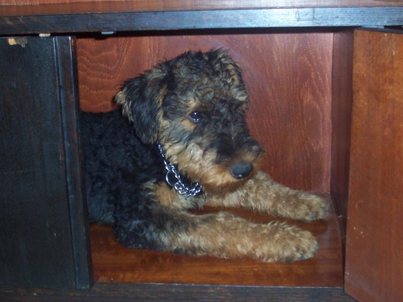 Foto: taky boudička-naše štěňátko erdela ve skříni